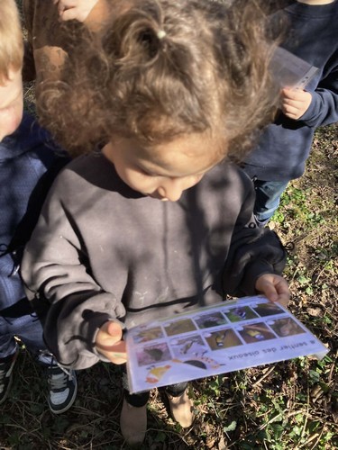 oiseaux saint joseph remouchamps école fondamentale maternel primaire 1